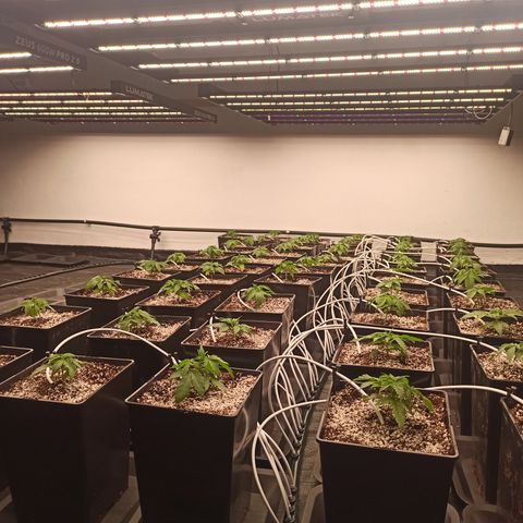 Kompolti A1 (195 db magonc) growlog timeline photo