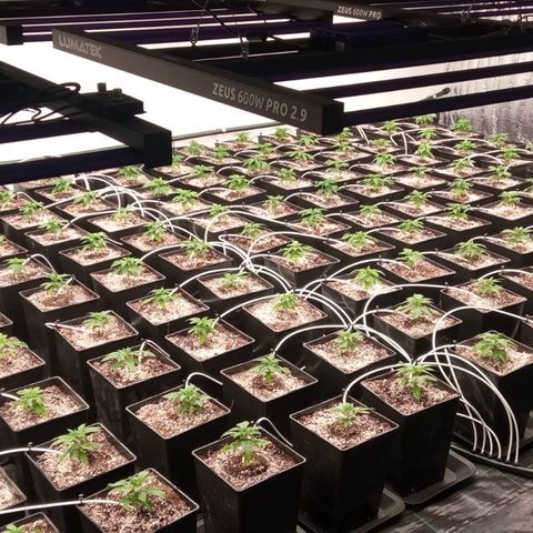 Kompolti A1 (195 db magonc) growlog timeline photo
