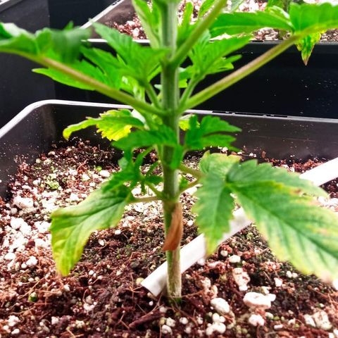 Kompolti A1 (195 db magonc) growlog timeline photo