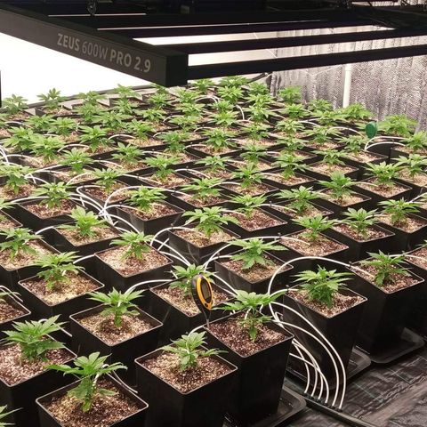 Kompolti A1 (195 db magonc) growlog timeline photo