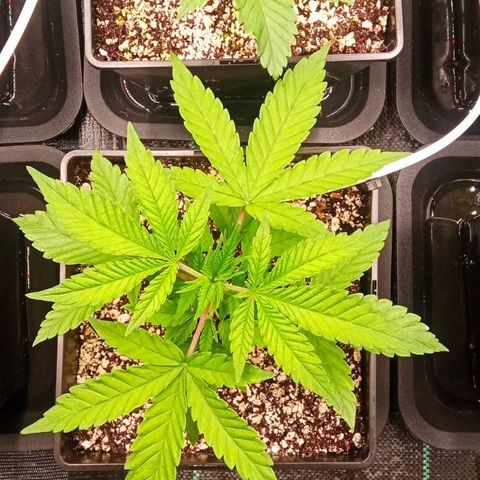 Kompolti A1 (195 db magonc) growlog timeline photo