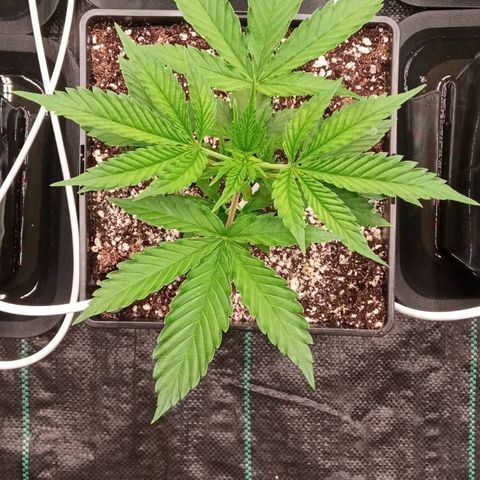 Kompolti A1 (195 db magonc) growlog timeline photo