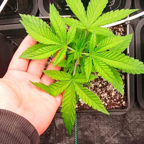Kompolti A1 (195 db magonc) growlog timeline photo