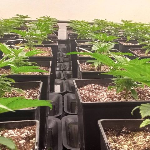 Kompolti A1 (195 db magonc) growlog timeline photo