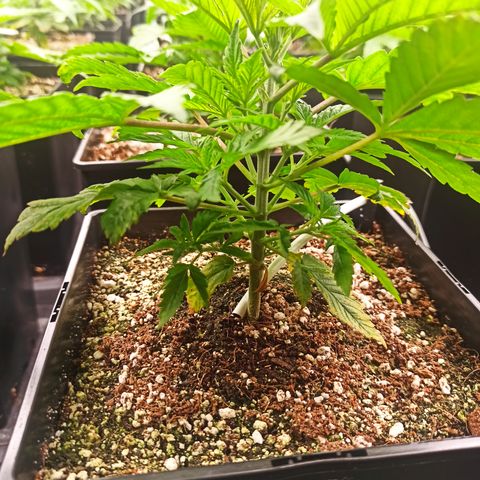 Kompolti A1 (195 db magonc) growlog timeline photo