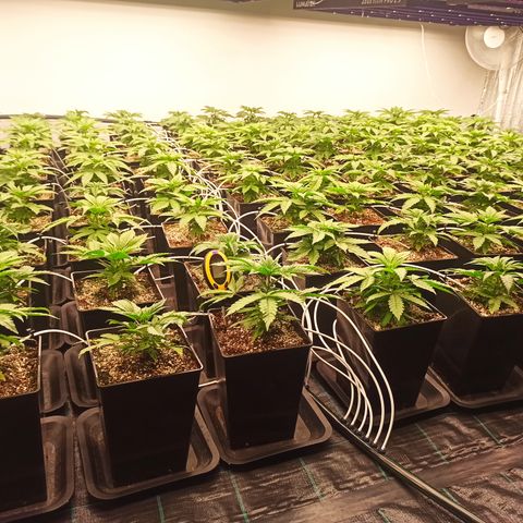 Kompolti A1 (195 db magonc) growlog timeline photo