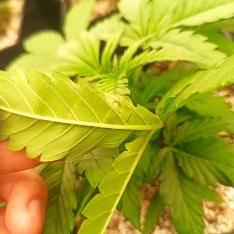 Kompolti A1 (195 db magonc) growlog photo: Aknázó moly 