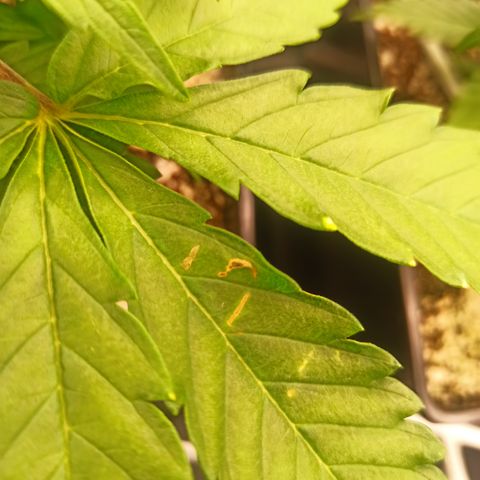 Kompolti A1 (195 db magonc) growlog photo: Aknázó moly 