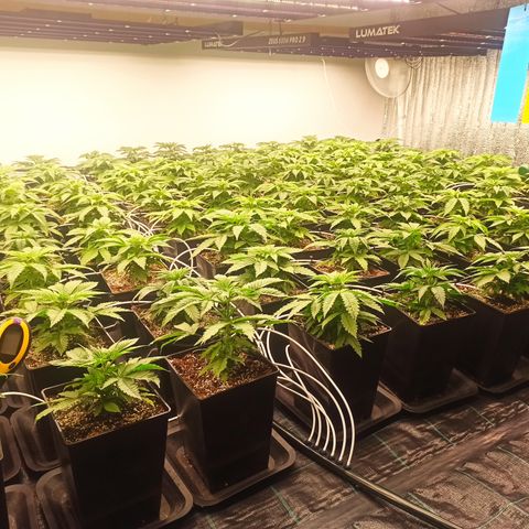 Kompolti A1 (195 db magonc) growlog timeline photo