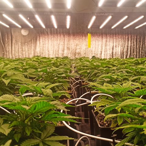 Kompolti A1 (195 db magonc) growlog timeline photo