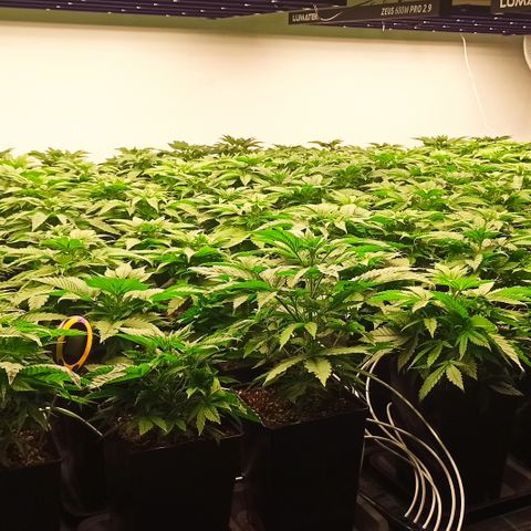 Kompolti A1 (195 db magonc) growlog timeline photo
