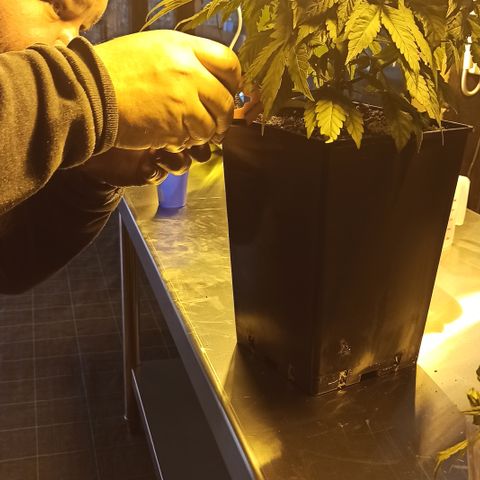 Kompolti A1 (195 db magonc) growlog timeline photo