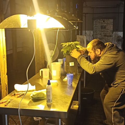 Kompolti A1 (195 db magonc) growlog timeline photo