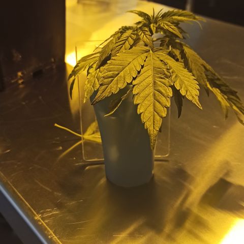 Kompolti A1 (195 db magonc) growlog timeline photo