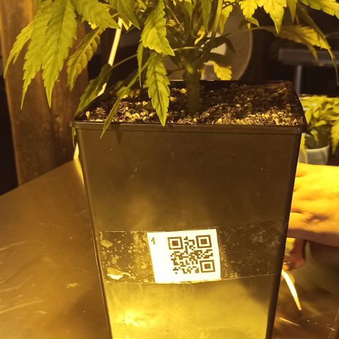 Kompolti A1 (195 db magonc) growlog timeline photo