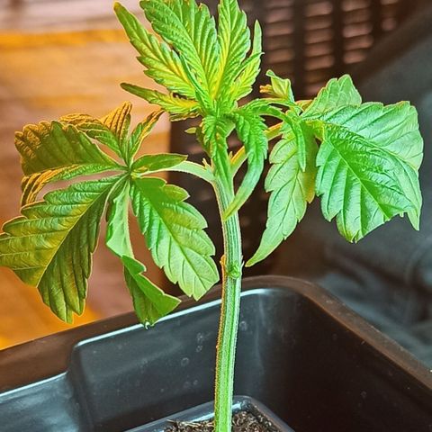 Kompolti A1 (195 db magonc) growlog timeline photo