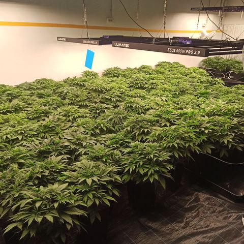Kompolti A1 (195 db magonc) growlog timeline photo