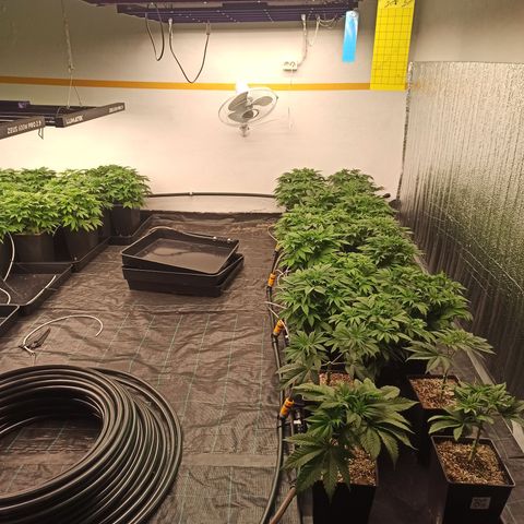 Kompolti A1 (195 db magonc) growlog timeline photo