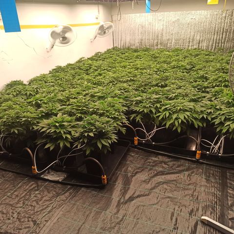 Kompolti A1 (195 db magonc) growlog timeline photo