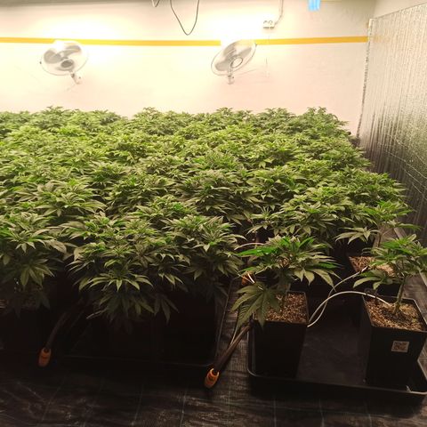 Kompolti A1 (195 db magonc) growlog timeline photo