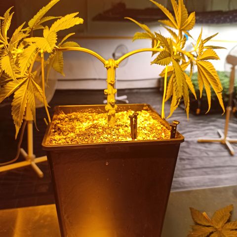 Kompolti A1 (195 db magonc) growlog timeline photo
