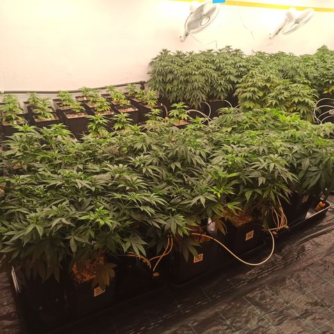 Kompolti A1 (195 db magonc) growlog timeline photo