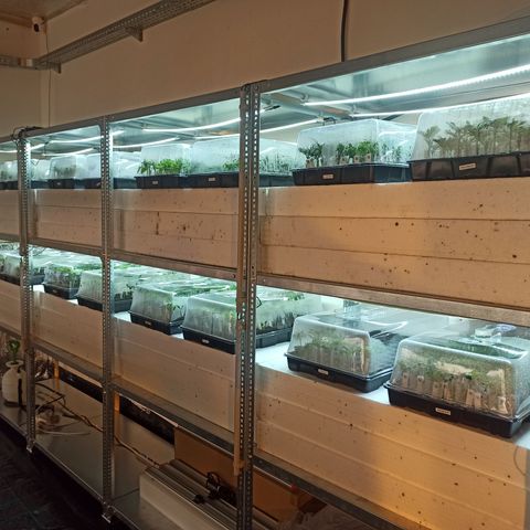 Kompolti A1 (195 db magonc) growlog timeline photo