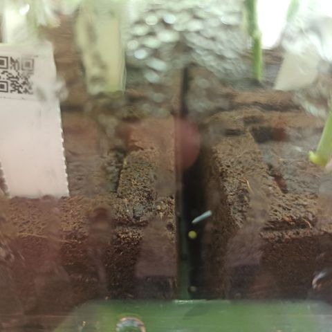 Kompolti A1 (195 db magonc) growlog timeline photo