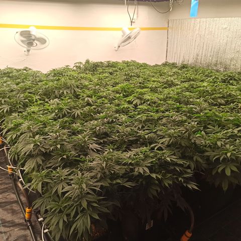 Kompolti A1 (195 db magonc) growlog timeline photo