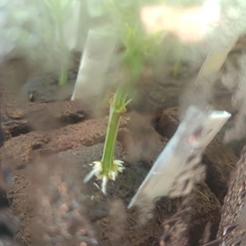 Kompolti A1 (195 db magonc) growlog timeline photo