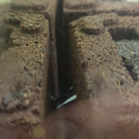 Kompolti A1 (195 db magonc) growlog timeline photo