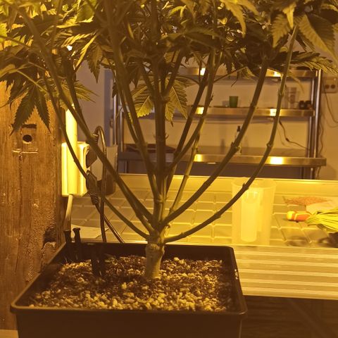 Kompolti A1 (195 db magonc) growlog timeline photo