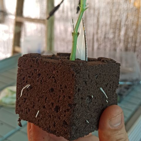 Kompolti A1 (195 db magonc) growlog timeline photo
