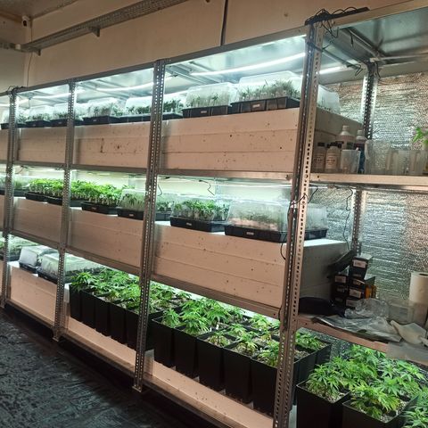 Kompolti A1 (195 db magonc) growlog timeline photo