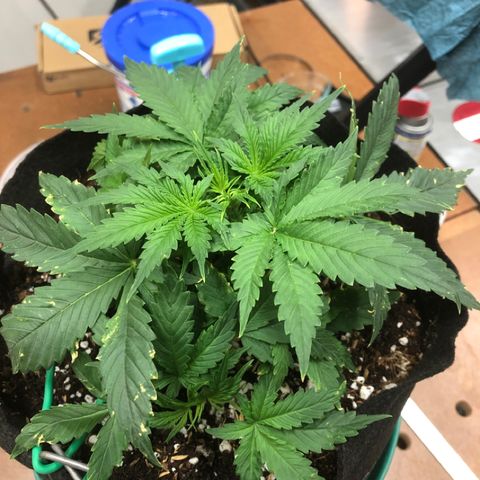 White Widow Auto growlog photo: Starting sim LST