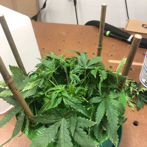White Widow Auto growlog photo: Sex found! Female!