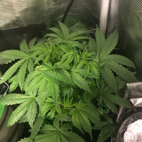 White Widow Auto growlog timeline photo