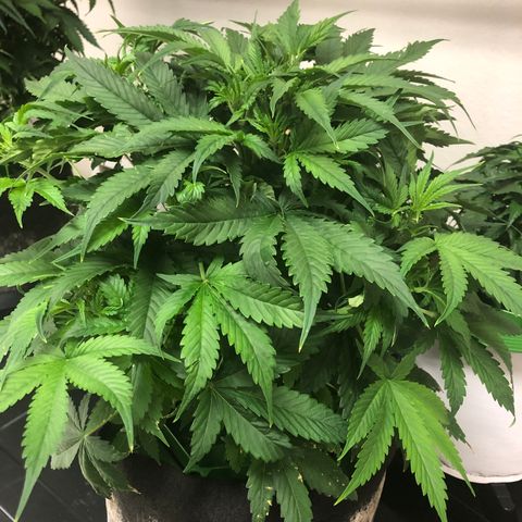 White Widow Auto growlog timeline photo
