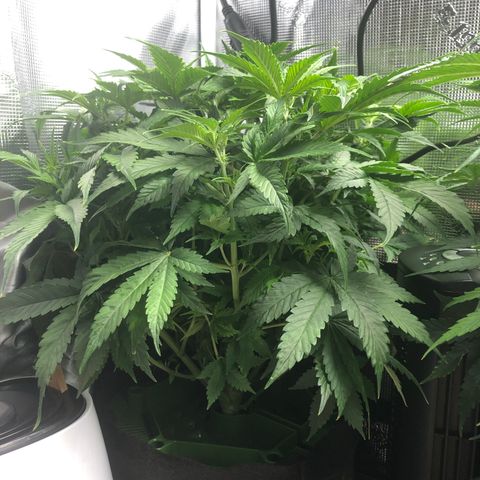 White Widow Auto growlog timeline photo