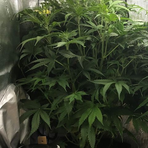 White Widow Auto growlog timeline photo
