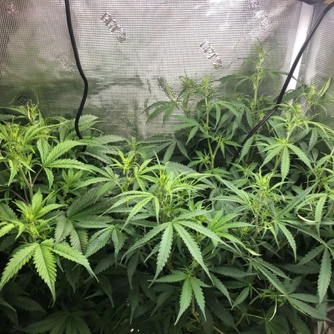 White Widow Auto growlog timeline photo