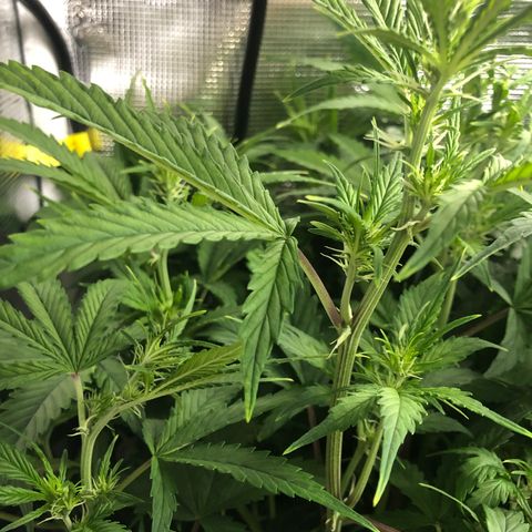 White Widow Auto growlog timeline photo