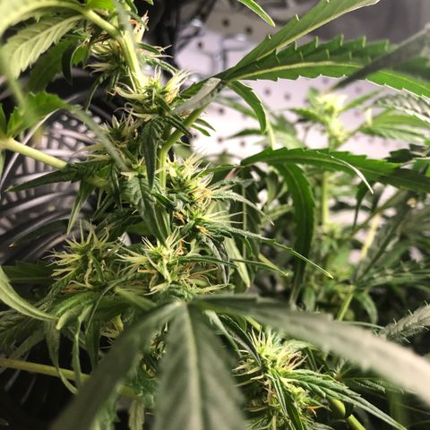 White Widow Auto growlog timeline photo