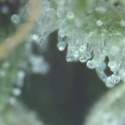 White Widow Auto growlog timeline photo
