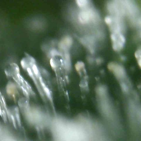 White Widow Auto growlog timeline photo