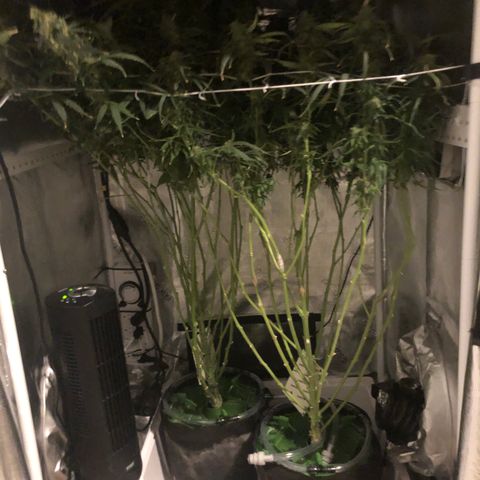White Widow Auto growlog timeline photo