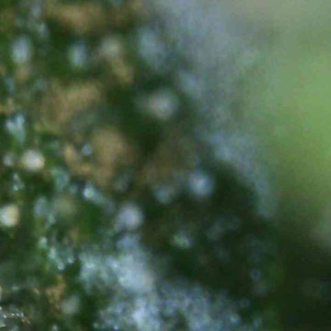 White Widow Auto growlog photo: Tomorrow?