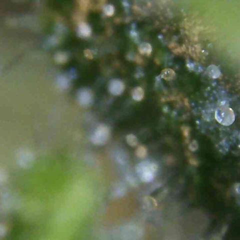 White Widow Auto growlog photo: Tomorrow?
