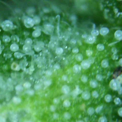White Widow Auto growlog photo: Harvest tmrw