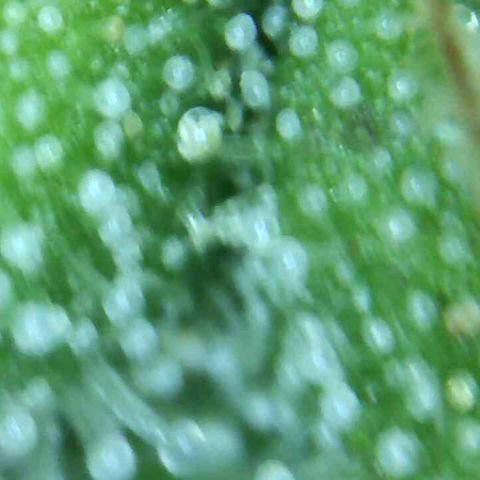 White Widow Auto growlog photo: Harvest tmrw